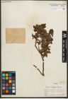 Foto von Salix oritrepha C. K. Schneid.